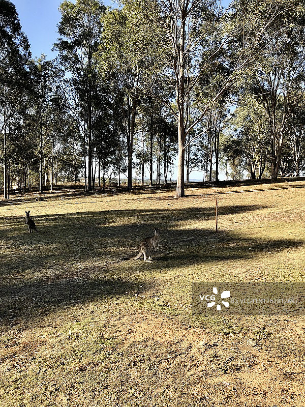 新南威尔士州猎人谷的公路旅行图片素材