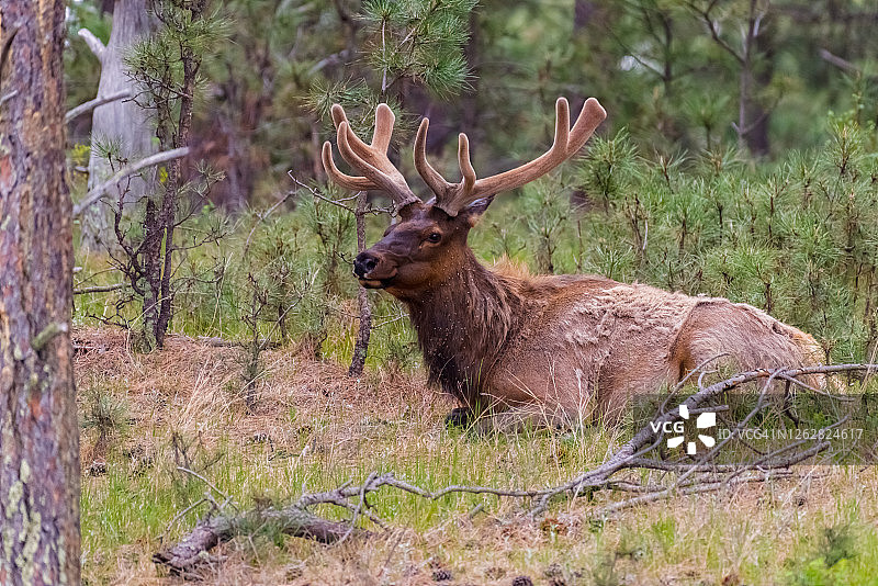卡斯特麋鹿图片素材