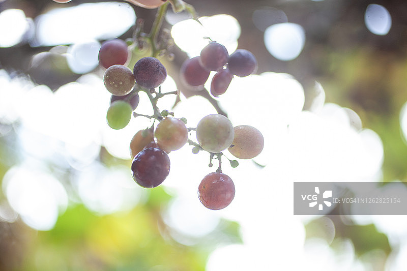 一串葡萄图片素材