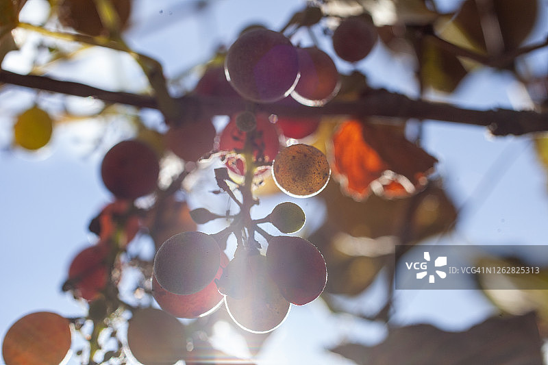 太阳和葡萄图片素材