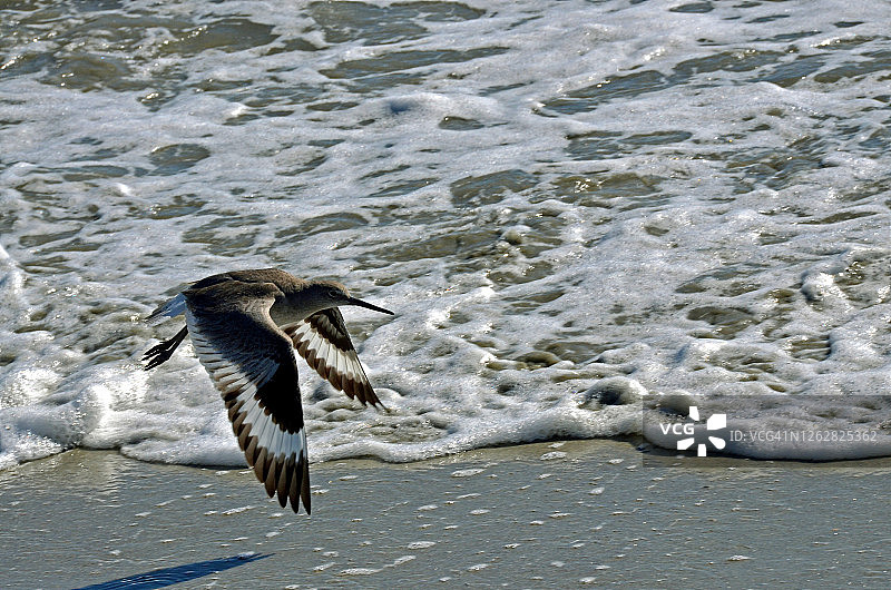 维莱特的冲浪飞行图片素材
