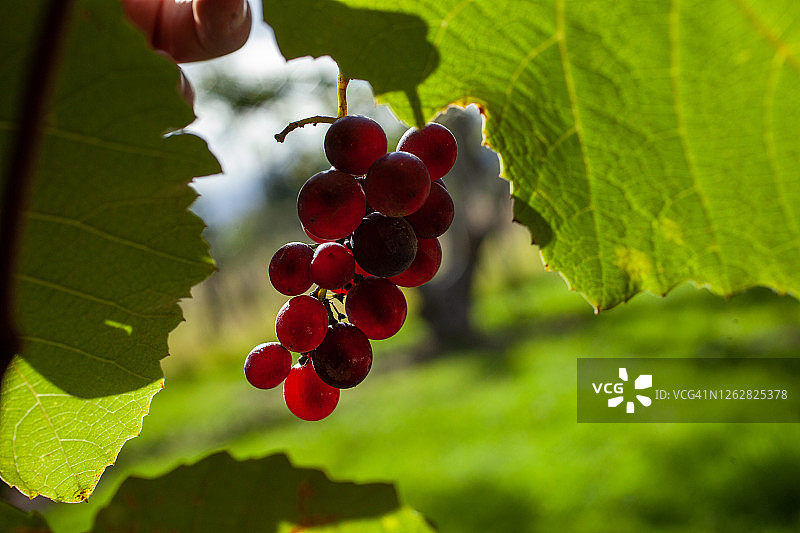 葡萄藤上的葡萄图片素材