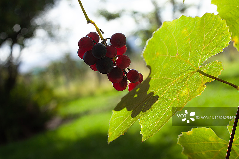 悬挂的葡萄图片素材