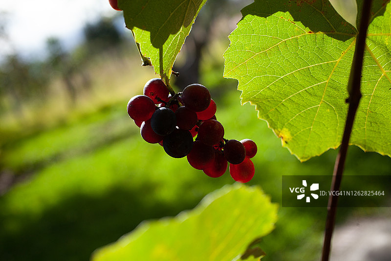 一串葡萄图片素材