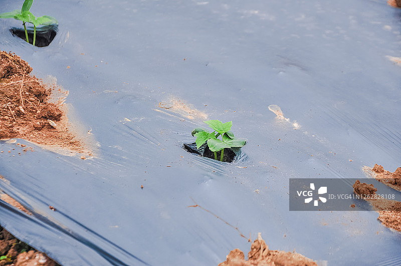 中国广东省江门市开平市菜园里种植的苦瓜图片素材