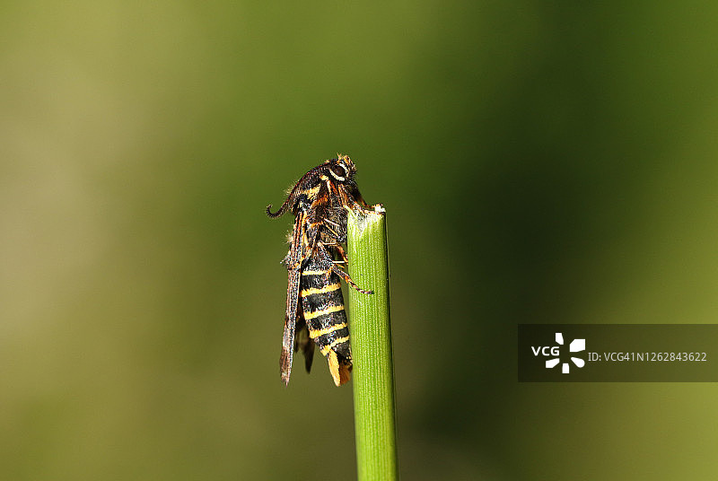 罕见的覆盆子透翅蛾（Pennisetia hylaeiformis）栖息在芦苇上图片素材