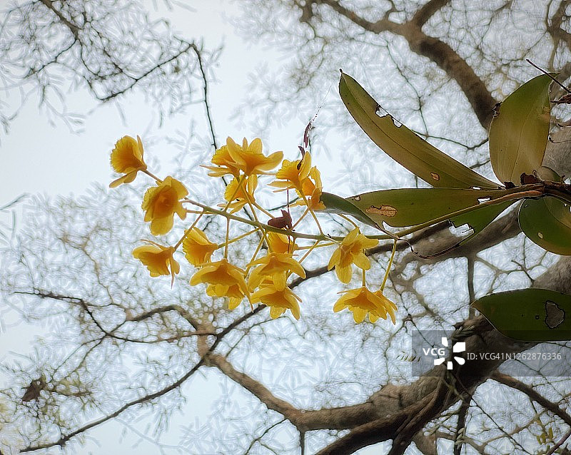 本地豆兰图片素材