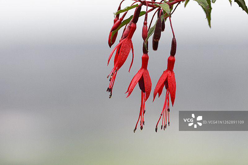 倒挂金钟花，虚化背景图片素材