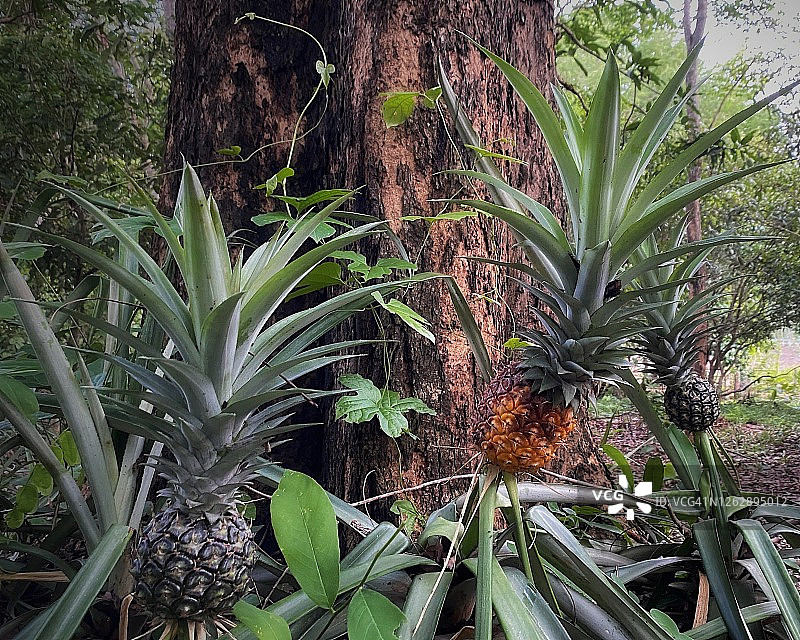 当地花园里的成熟菠萝植株图片素材