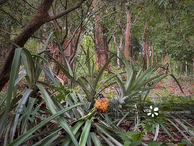 当地花园里的成熟菠萝植株图片素材
