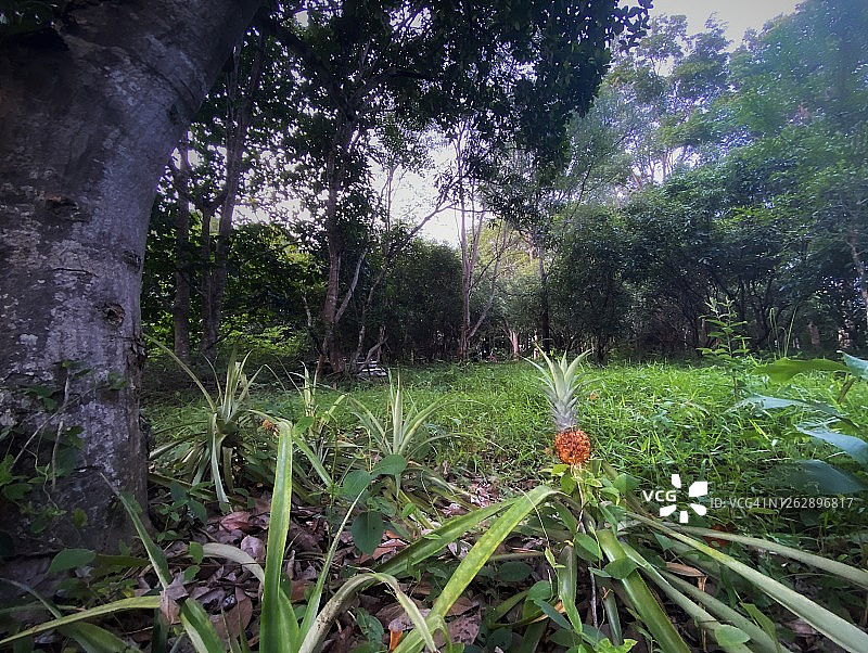 当地花园里的成熟菠萝植株图片素材
