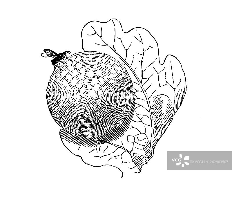 橡树叶樱桃瘿蜂、瘿蜂（Cynips quercusfolii、Cynips scutellaris）飞行昆虫的古老雕刻插图图片素材