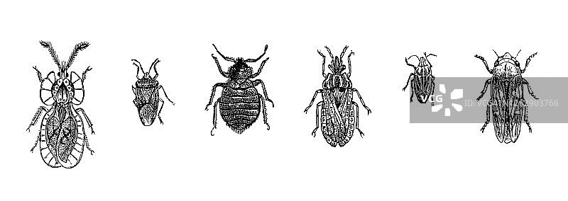 昆虫老式雕刻插图图片素材