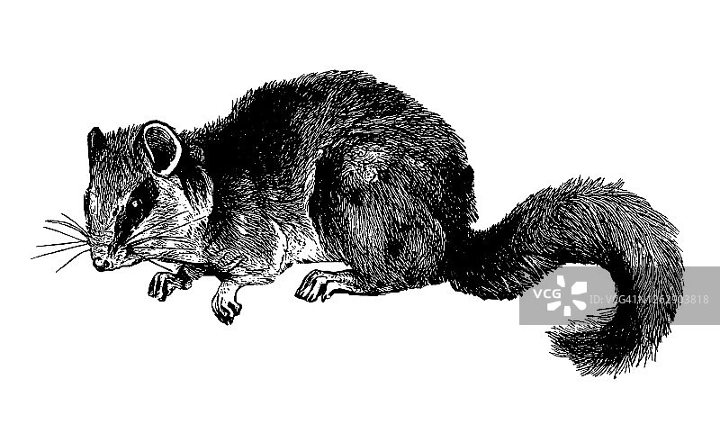 食用睡鼠或肥睡鼠古老雕刻插图图片素材