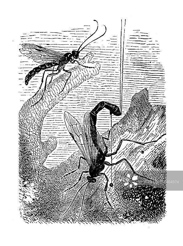 姬蜂（Ephialtes imperator）古老雕刻插图，飞行昆虫图片素材