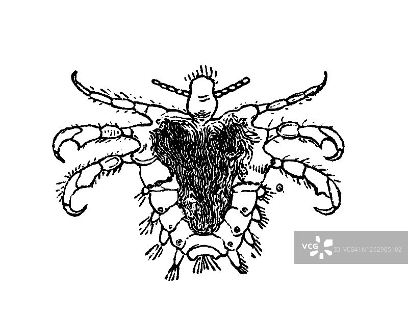 阴虱昆虫旧版画插图图片素材
