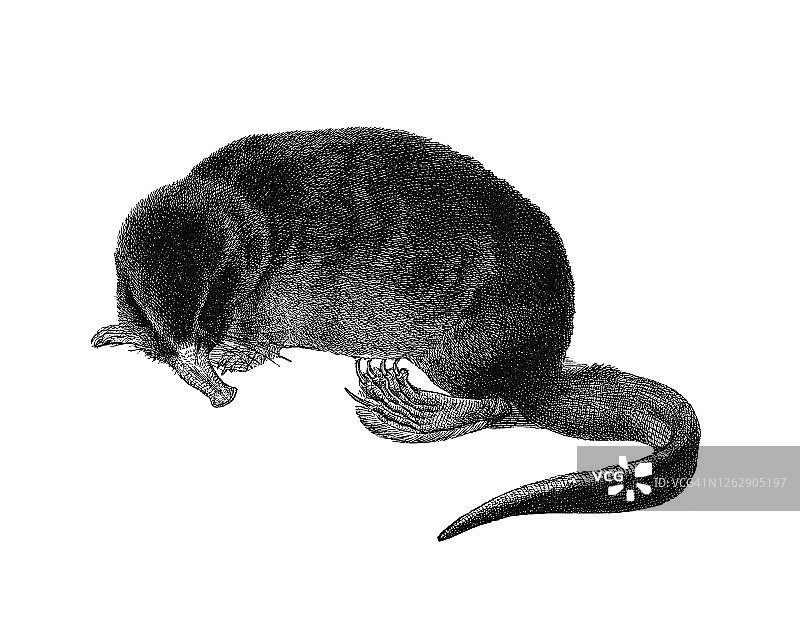 俄罗斯麝鼹古老雕刻插图图片素材