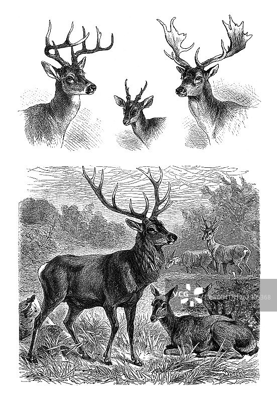 鹿动物老旧雕刻插图图片素材