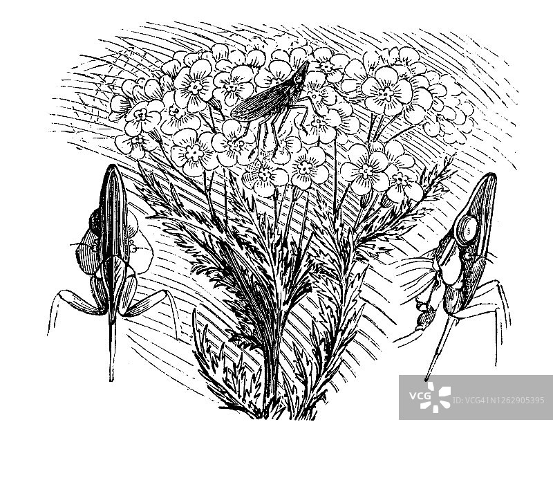 欧洲蜡蝉昆虫古老雕刻插图图片素材