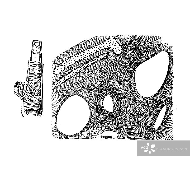 动脉和静脉的微观横截面古老雕刻插图图片素材