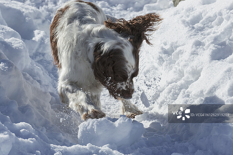 英国激飞猎犬攻击冰冷的雪球图片素材