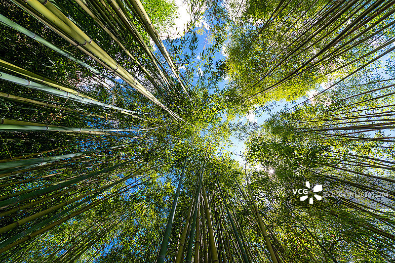仰视竹林景观图片素材