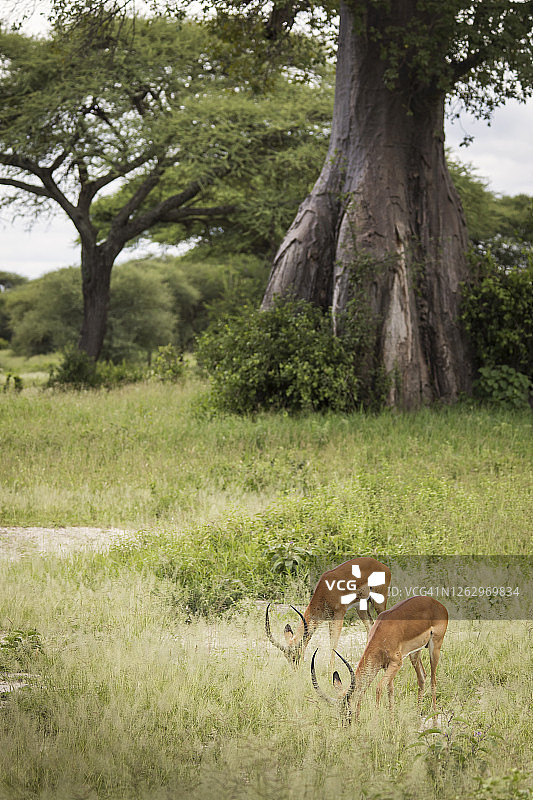 坦桑尼亚塔兰吉雷国家公园内非洲黑斑羚特写图片素材