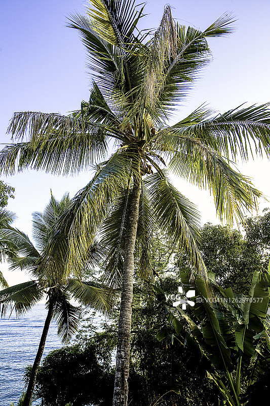 科摩罗安茹昂岛椰子树图片素材