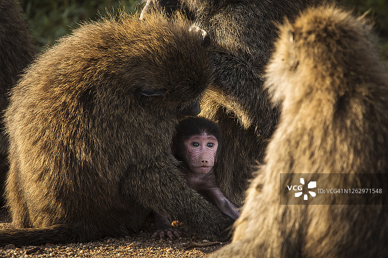 坦桑尼亚塞伦盖蒂国家公园的狒狒家族图片素材