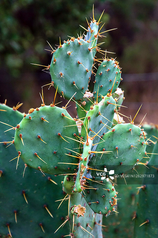 仙人掌植物图片素材