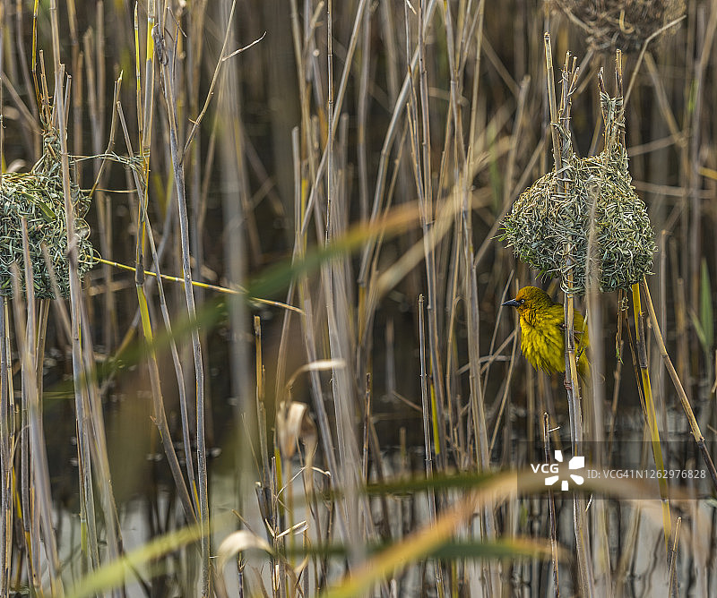 织布鸟在芦苇上，下方是其精巧编织的巢穴图片素材