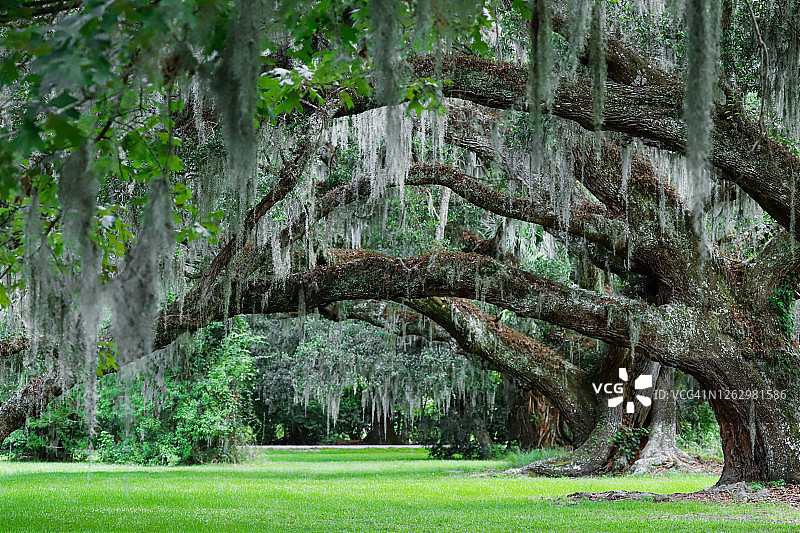 live oak 树枝图片素材