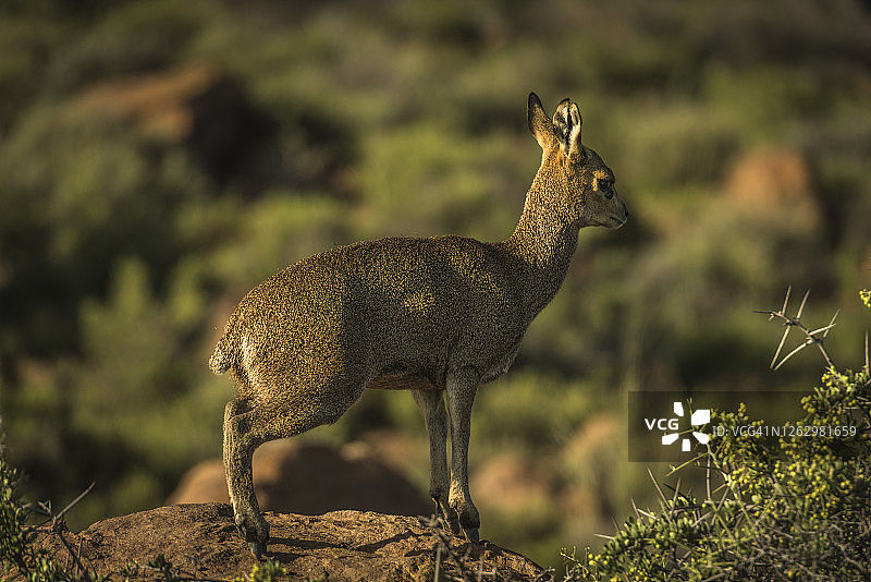 羚羊静止站立在岩石上图片素材