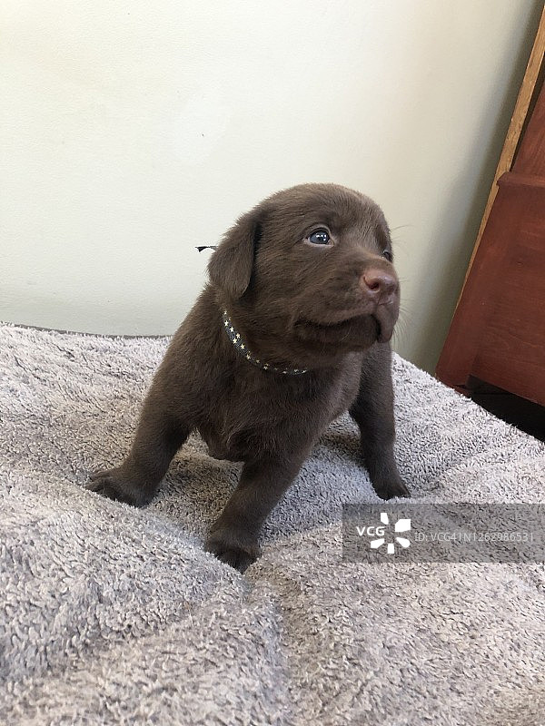 巧克力色拉布拉多幼犬图片素材