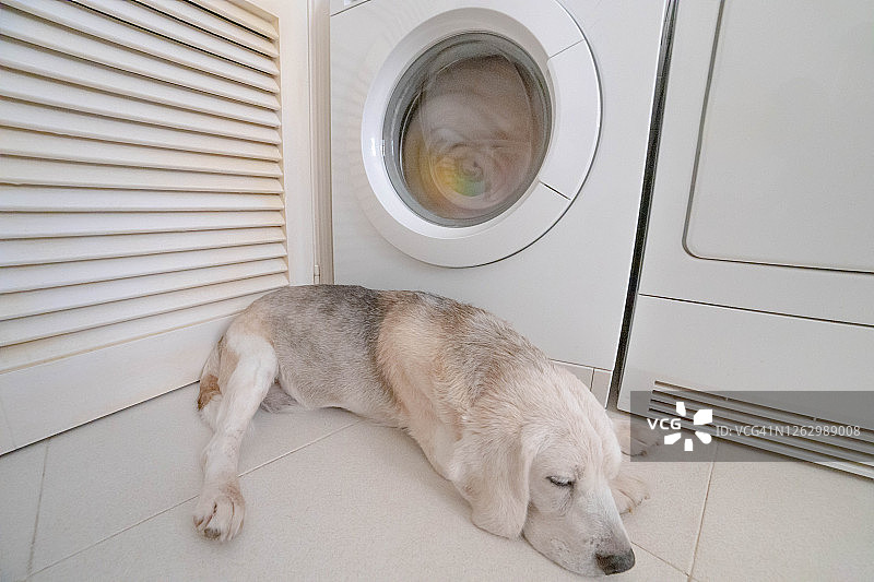 可爱的年长比格犬在洗衣机旁小憩图片素材