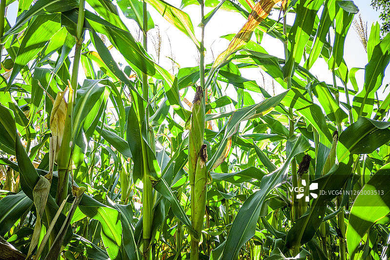 美丽的玉米田和蓝天图片素材