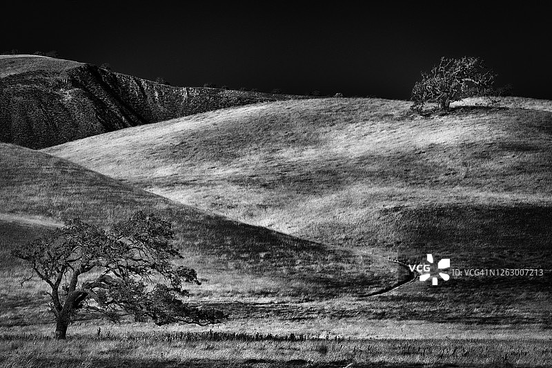 红外线下的橡树图片素材
