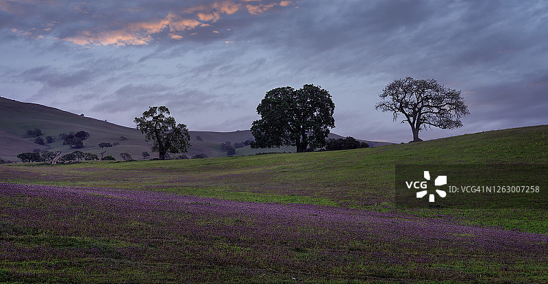加利福尼亚州的橡树和猫头鹰三叶草图片素材