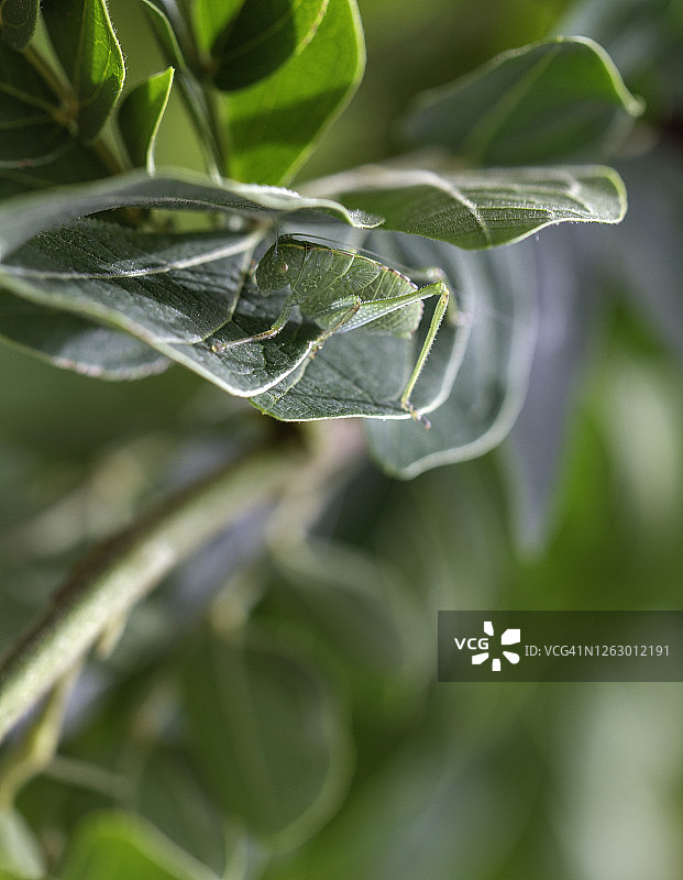 伪装在红粉扑花叶子中的幼年螽斯图片素材