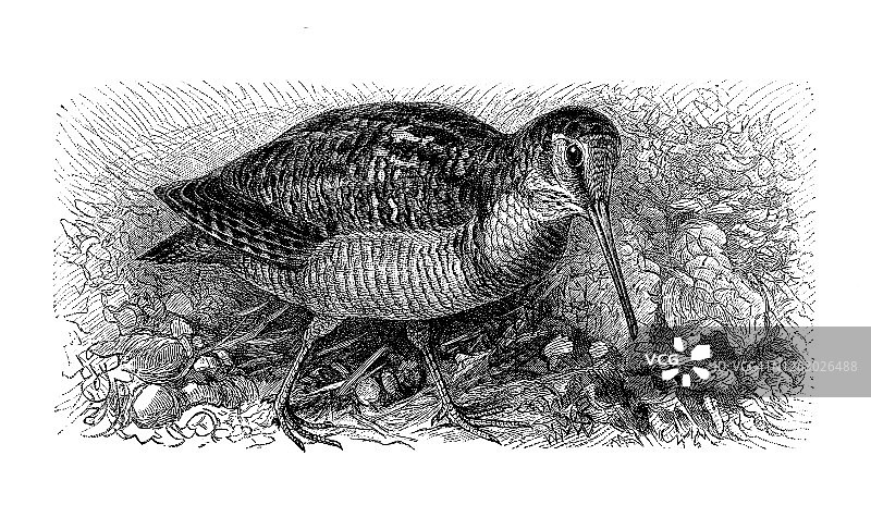 欧亚丘鹬古版画插图图片素材