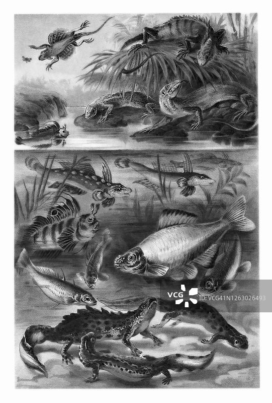 热带鱼类和爬行动物古老雕刻插图图片素材