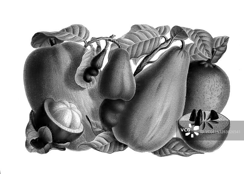 热带水果古老雕刻插图图片素材