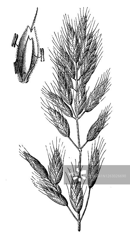 软雀麦草雕刻插画图片素材