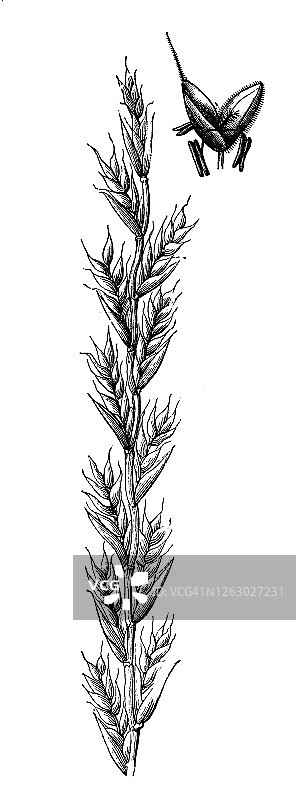 草地羊茅（古版画插图）图片素材