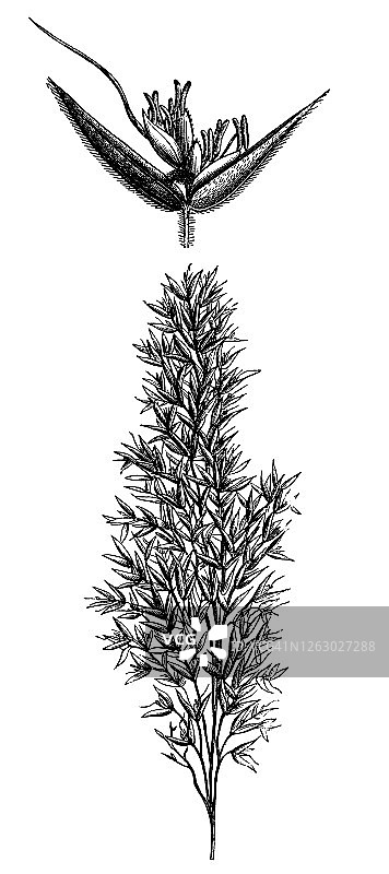 匍匐柔草古老雕刻插图图片素材