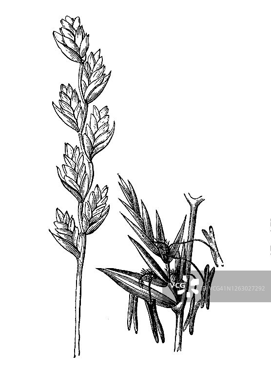多年生黑麦草古老雕刻插图图片素材