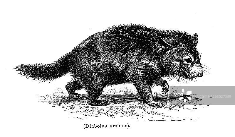 袋獾的古老雕刻插图图片素材