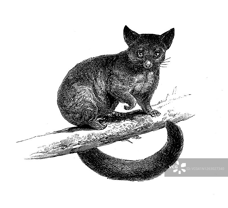 普通刷尾负鼠古版画插图图片素材