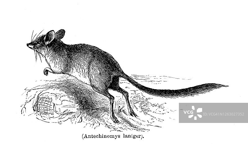 阔足袋鼩和长毛袋鼩的古老雕刻插图图片素材