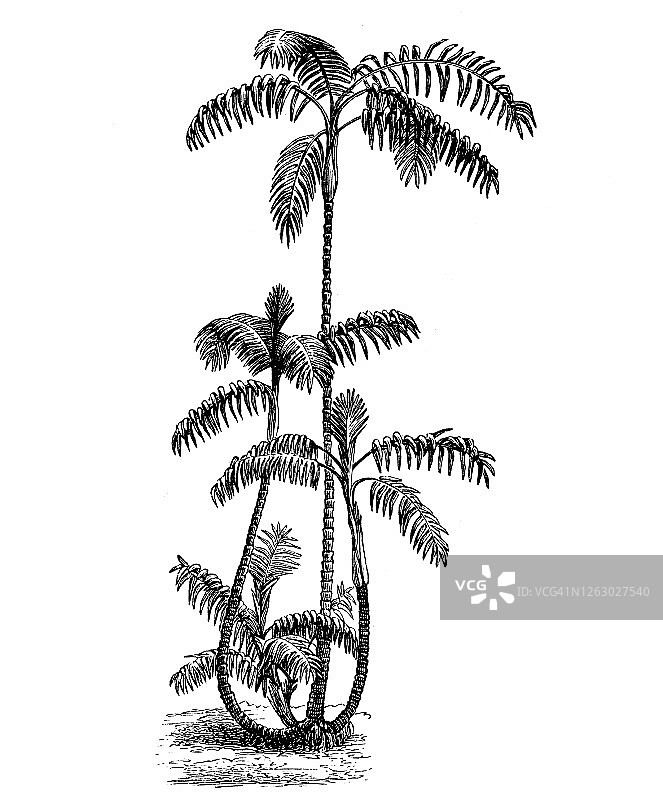高山棕老式雕刻插图图片素材